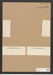 Nitzschia lesinensis Grun. (de-Toni-Nr.: Genus 47, Species 2050) Zeichnungen Sammlung Grunow Nr. 4054 (NHMW-BOT-W0371886)